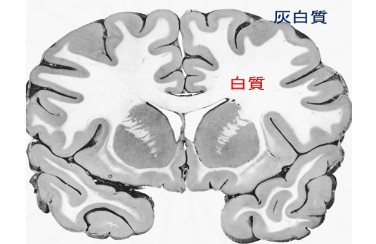 白質 大脳 白質と灰白質，大脳皮質