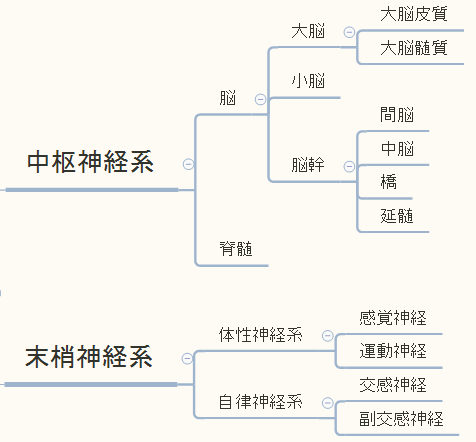 労働生理の神経系について、全体の構成をしっかり把握しておこう!